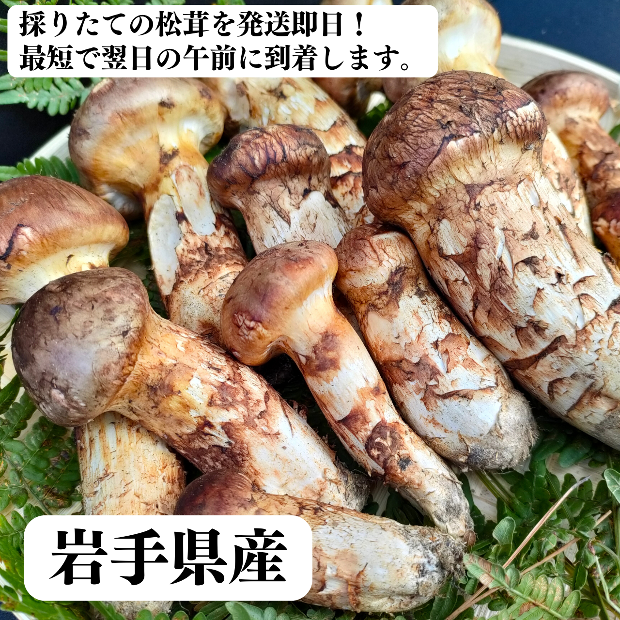 松茸、マツタケ、国産！超極上品‼︎213g！！奈良県産国産松茸